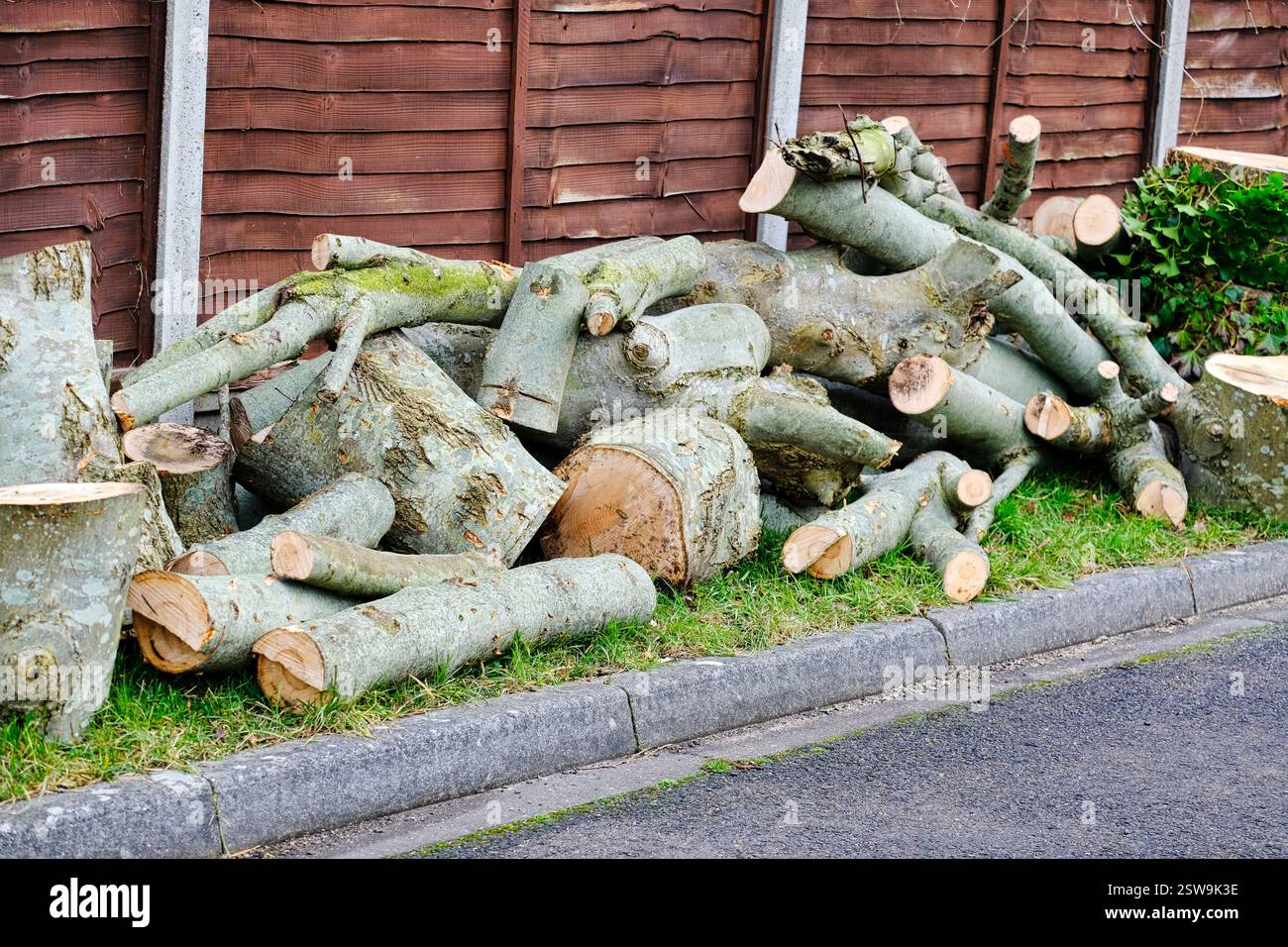 Gesägte Baumstämme von einem abgeschnittenen Baum Stockfoto