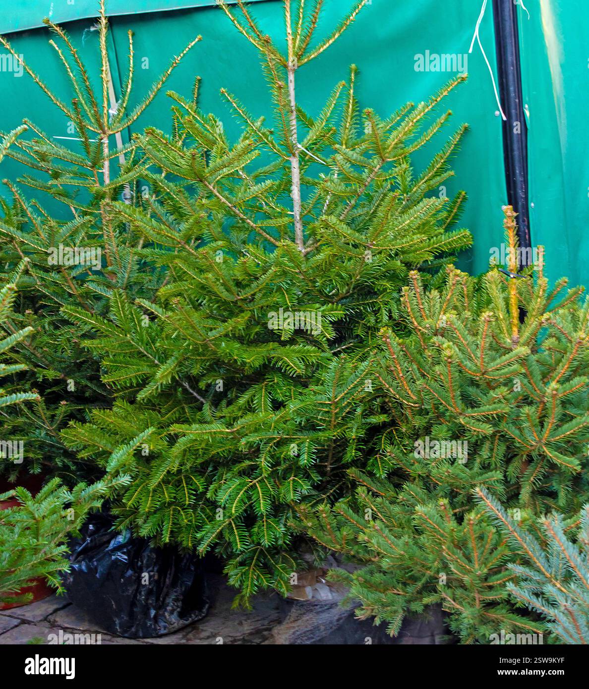 Schneiden Sie während der Weihnachtsfeiertage auf einem Markt immergrüne Kiefern Stockfoto
