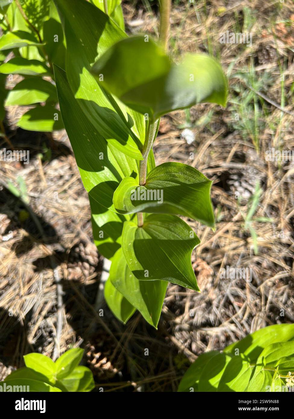 Solomon's Plume (Maianthemum racemosum), Plantae, Okanogan County, WA, USA, entweder ist mein Ausweis falsch oder das sieht ganz anders aus als die gleiche Art im Schatten, die ich gewohnt bin zu sehen. Blätter anders orientiert, vielleicht weil sie fast in voller Sonne sind? Stockfoto