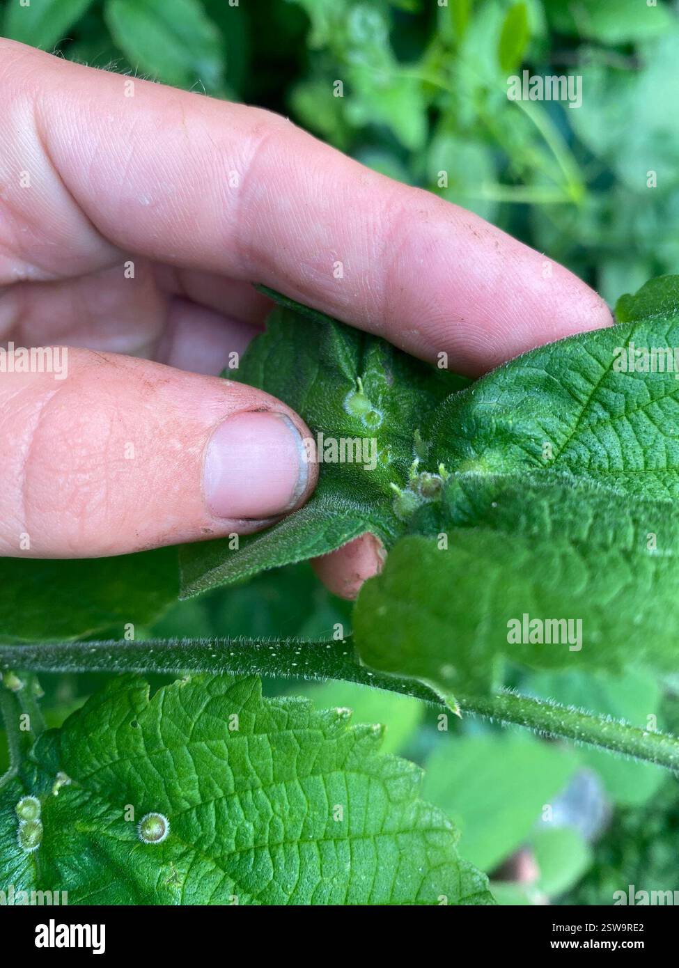 Hackberry Acorn Gall Midge (Celticecis celtiphyllia), Insecta, Peck St, Murdock, MN, US Stockfoto