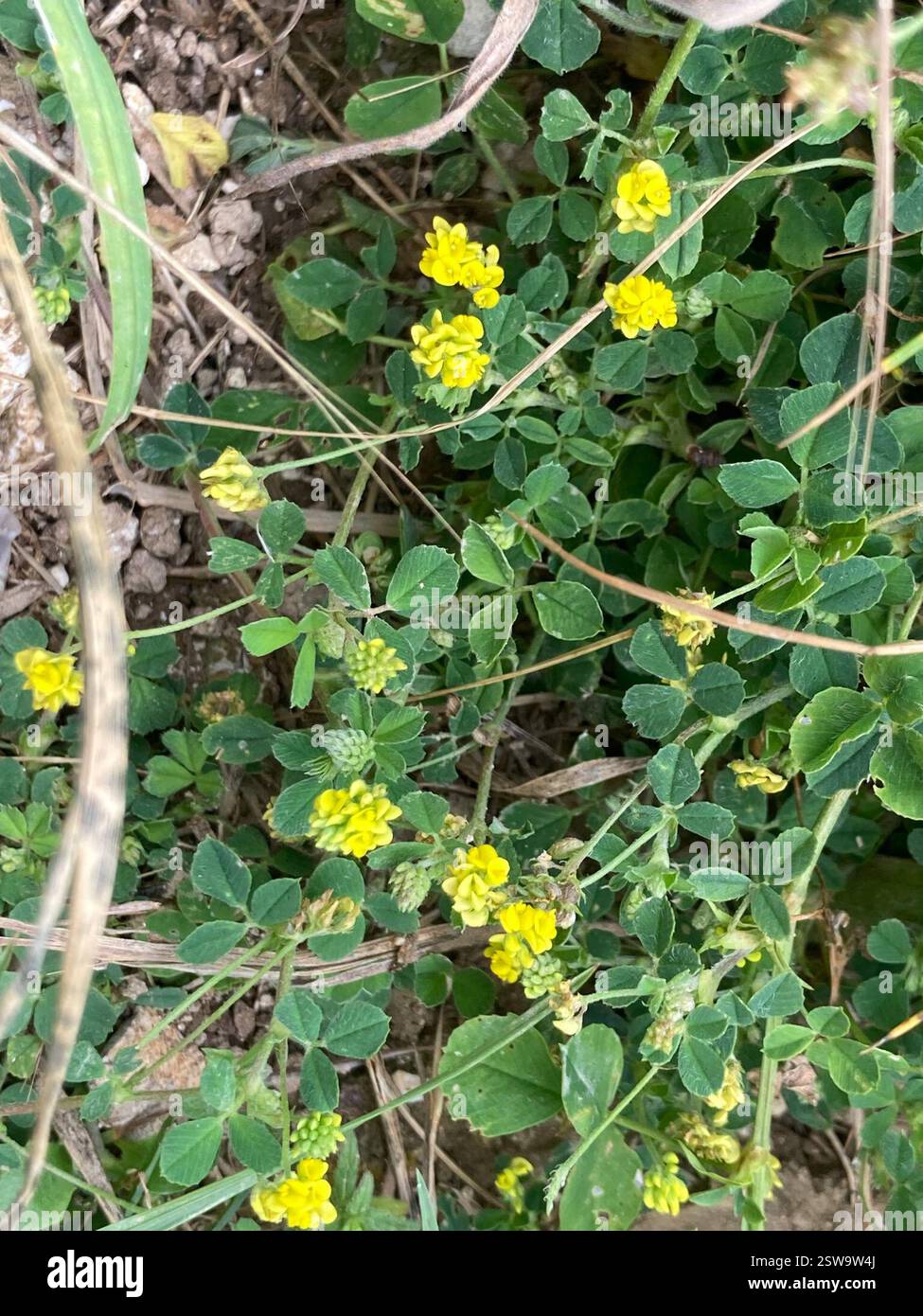 Medicks (Medicago), Plantae, Cranborne Chase AONB, Wiltshire, England, GB Stockfoto