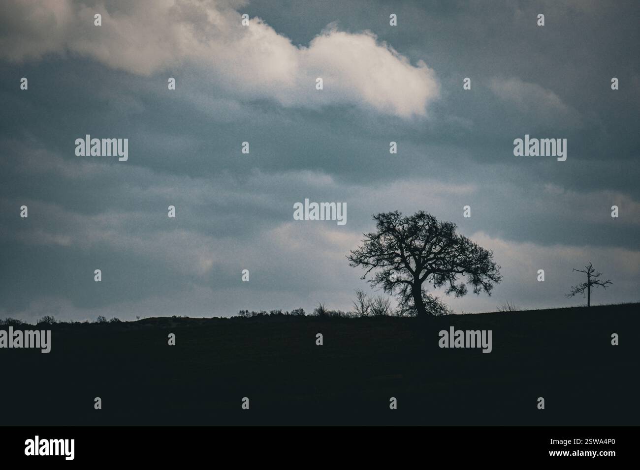 Ein einsamer Baum steht fest auf dem Hügel, seine Silhouette ist stark gegen den sich verdunkelnden Himmel, während ein Sturm am Horizont auftaucht Stockfoto
