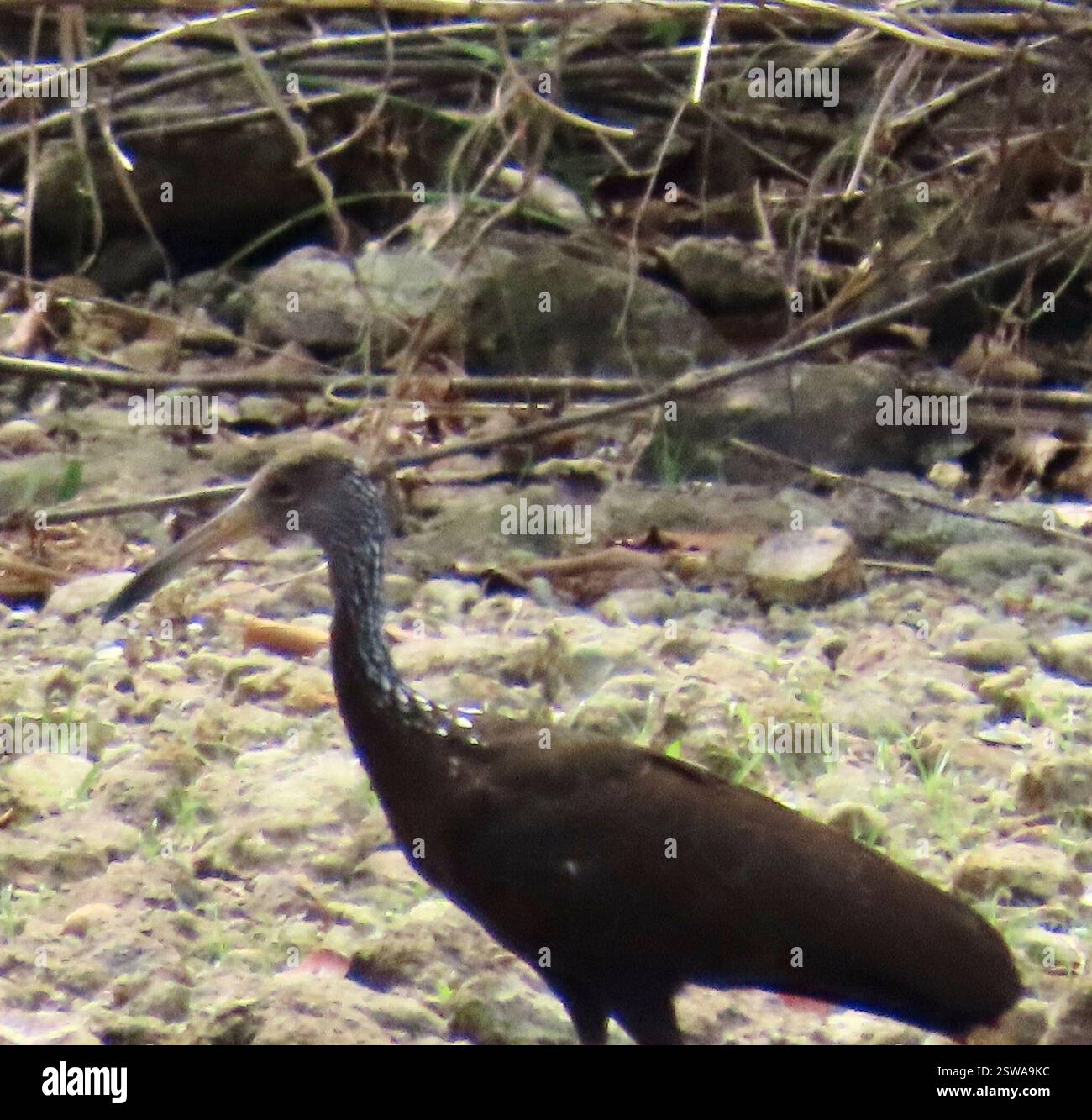 Limpkin (Aramus guarauna), Aves, Gatun Lake, Colon, PA, Link zu bestätigtem osp. Von Limpkin (Aramus guarauna): https://www.inaturalist.org/observations/148561332 Limpkin (Aramus guarauna) großer heronähnlicher Vogel, der an einen Gangy Ibis erinnert, aber enger mit Schienen verwandt ist. Braun mit weißen Flecken und Streifen, am dichtesten am Kopf und Hals. Der lange gelbliche Schnabel ist leicht dekuriert. In Sümpfen und Sümpfen zu finden, oft mit Bäumen und Sträuchern, aber auch regelmäßig an den Rändern von Teichen zu sehen. Audubon Guide to North American Birds https://www.audubon.org/field-guide/bird/limpkin Beispielklang der Stockfoto