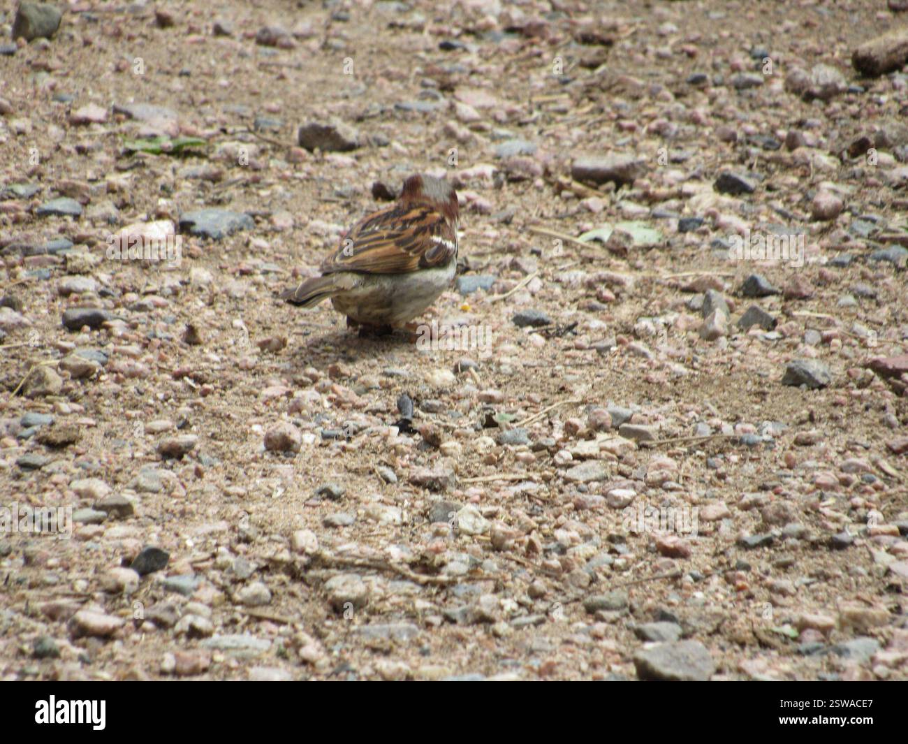 House Sparrow (Passer domesticus), Aves, Terry Bison Ranch Resort, Cheyenne, WY, USA Stockfoto