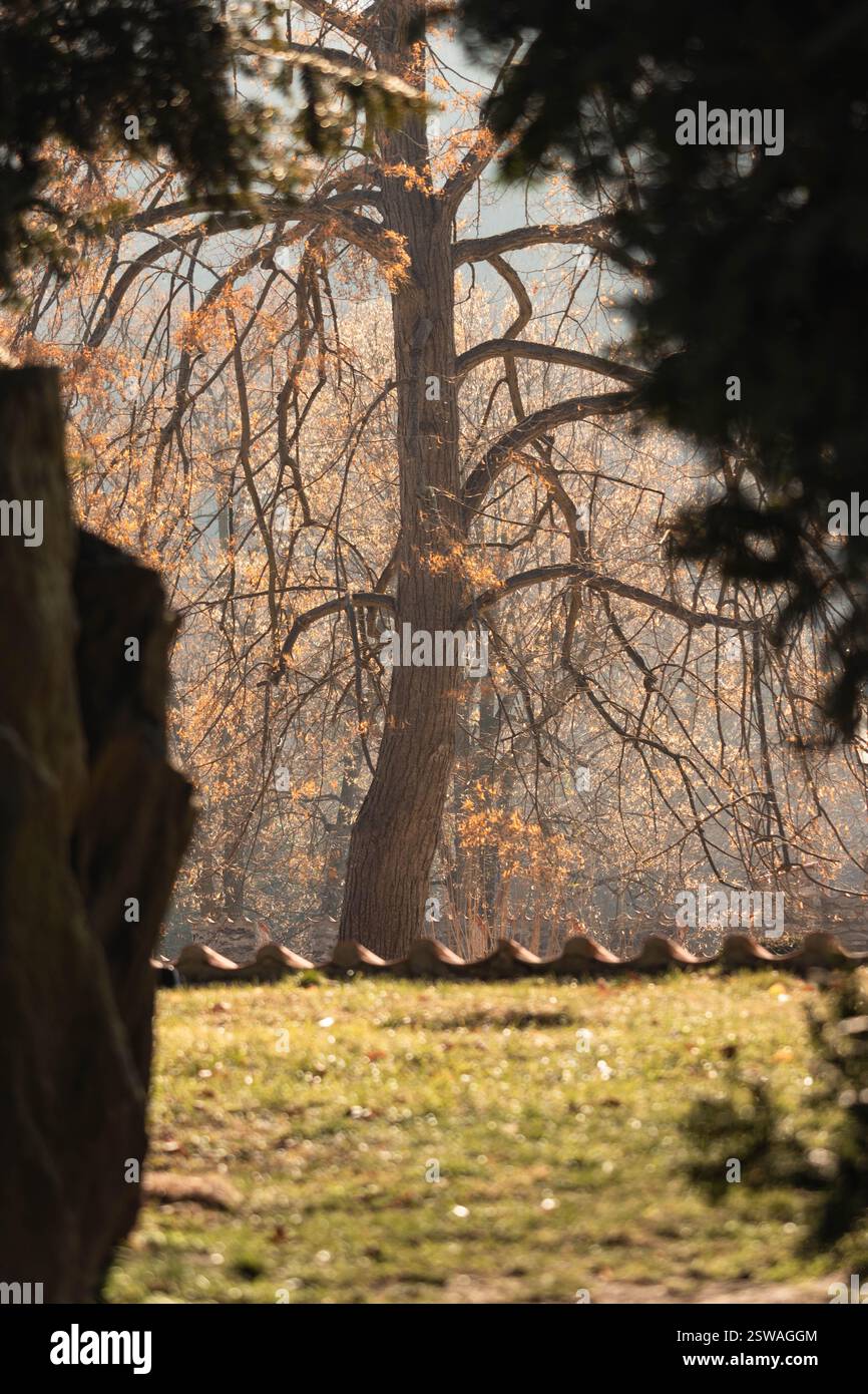 Herbstszene in einem Sonnenlichtpark Stockfoto