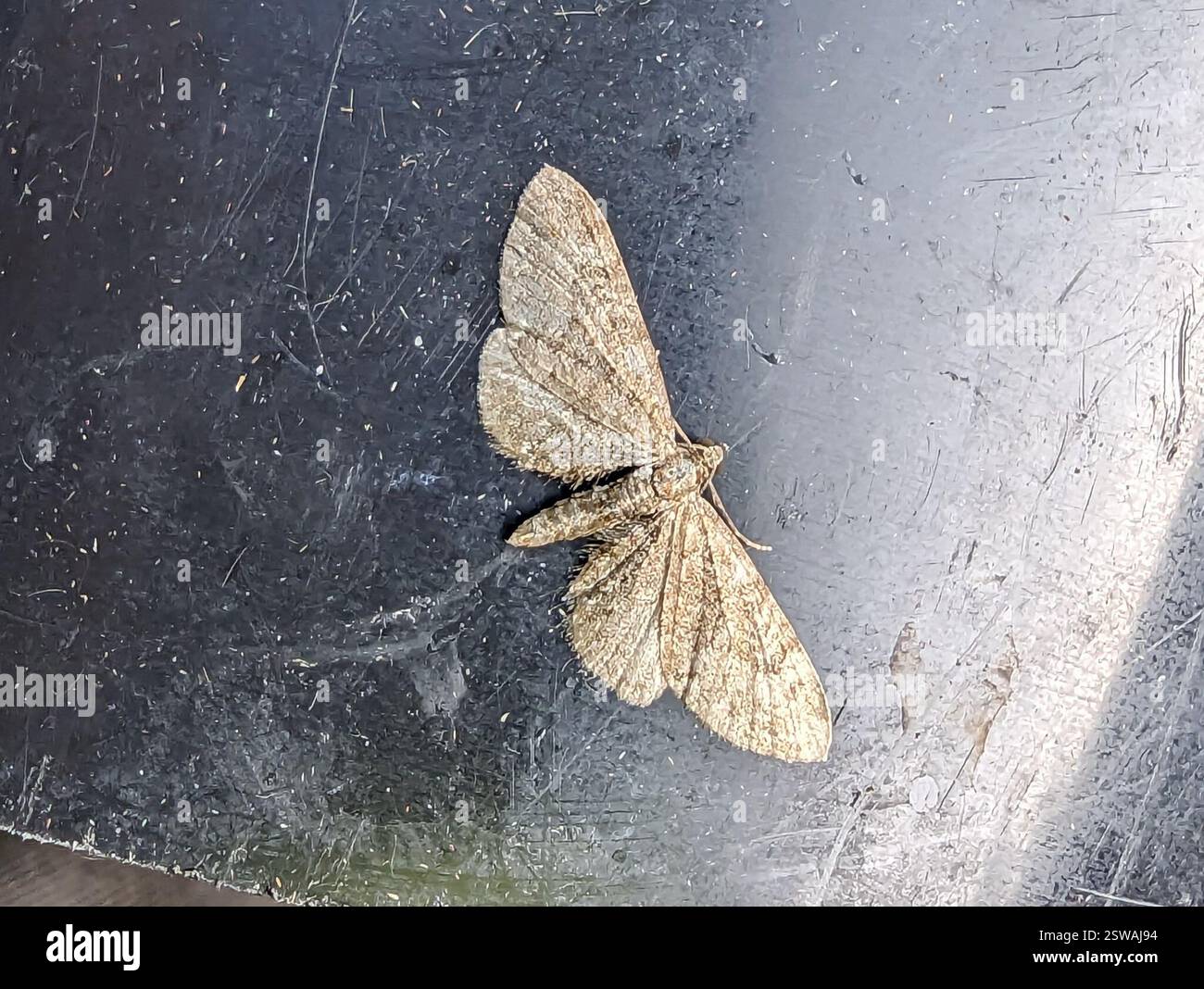 Lingwood und burlingham -Fotos und -Bildmaterial in hoher Auflösung – Alamy