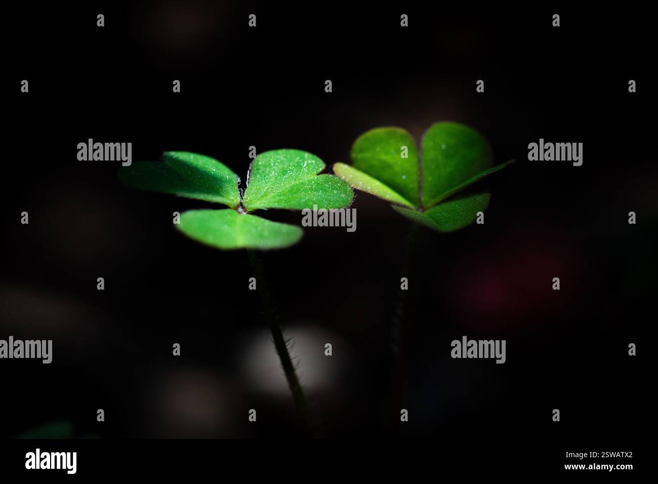 Klee „Trifolium“ Stockfoto