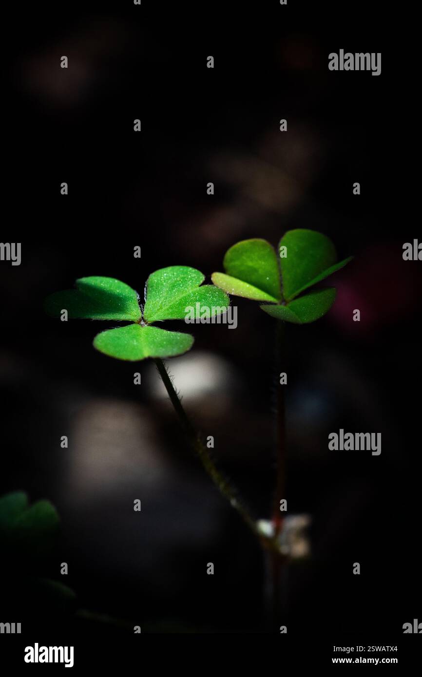Klee „Trifolium“ Stockfoto