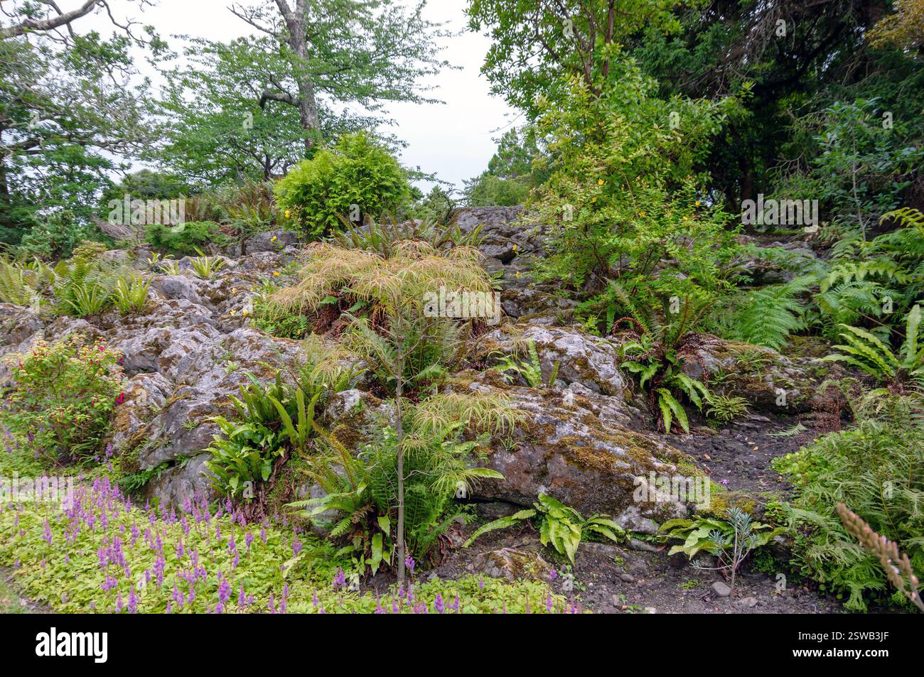Ein felsiger Hügel mit einer Vielzahl von Pflanzen einschließlich Farnen und Moos. Die Pflanzen wachsen auf den Felsen und der Hügel ist von grüner Vegetation bedeckt Stockfoto