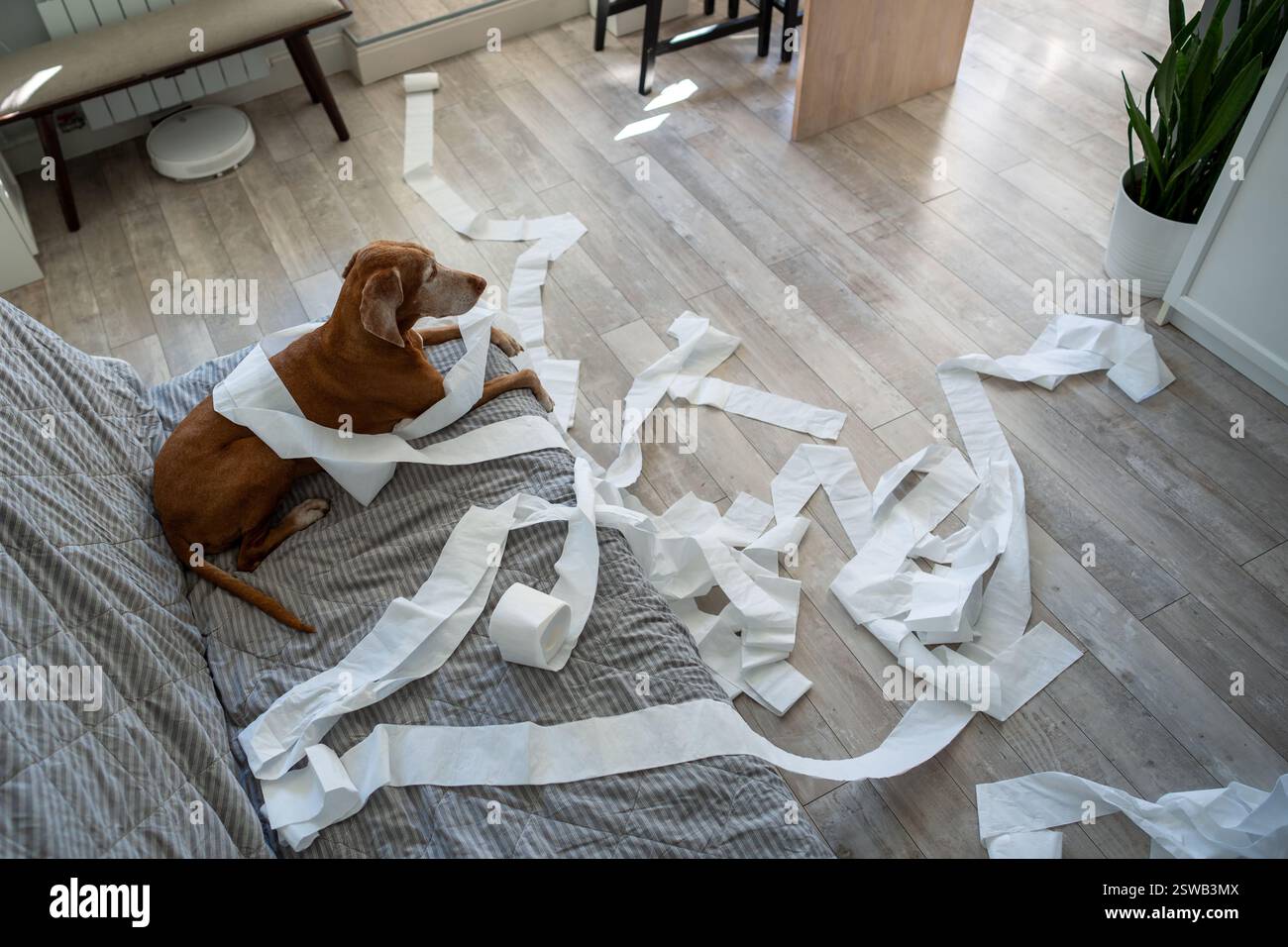 Blick von oben auf den Hund, der auf der Couch lag, nachdem er im Wohnzimmer Chaos gemacht hatte, indem man allein zu Hause Toilettenpapier ausgepackt hatte Stockfoto