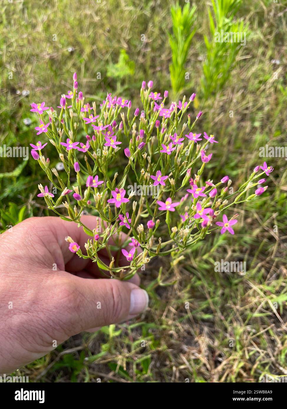Slender Centaury (Centaurium tenuiflorum), Plantae, Killeen, TX, USA Stockfoto