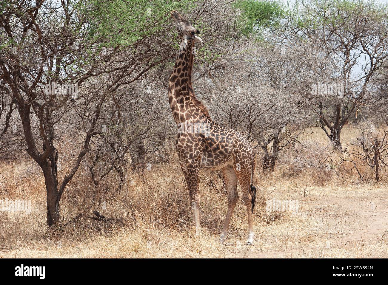 Giraffe in freier Wildbahn Stockfoto