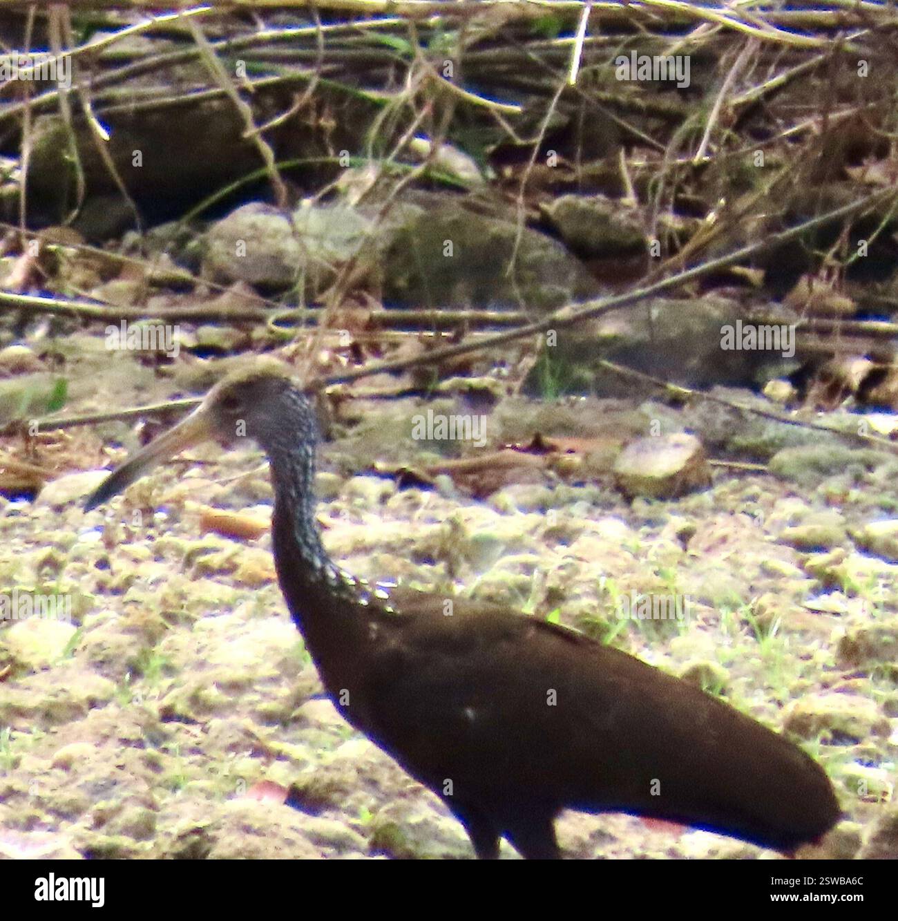 Limpkin (Aramus guarauna), Aves, Gatun Lake, Colon, PA, Link zu bestätigtem osp. Von Limpkin (Aramus guarauna): https://www.inaturalist.org/observations/148561332 Limpkin (Aramus guarauna) großer heronähnlicher Vogel, der an einen Gangy Ibis erinnert, aber enger mit Schienen verwandt ist. Braun mit weißen Flecken und Streifen, am dichtesten am Kopf und Hals. Der lange gelbliche Schnabel ist leicht dekuriert. In Sümpfen und Sümpfen zu finden, oft mit Bäumen und Sträuchern, aber auch regelmäßig an den Rändern von Teichen zu sehen. Audubon Guide to North American Birds https://www.audubon.org/field-guide/bird/limpkin Beispielklang der Stockfoto