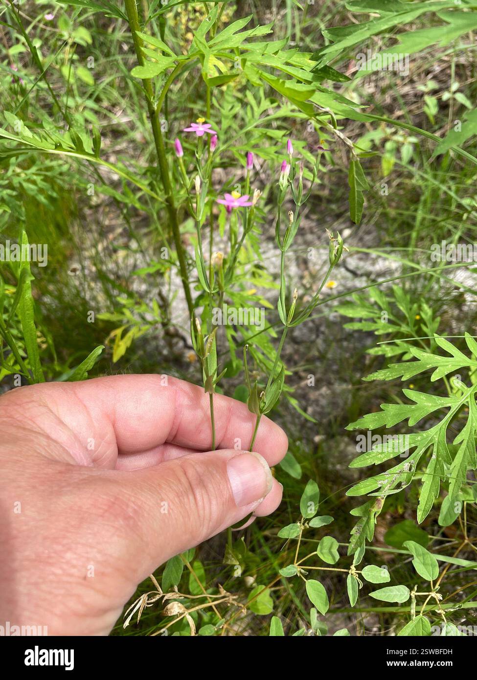 Slender Centaury (Centaurium tenuiflorum), Plantae, Temple, TX, USA Stockfoto