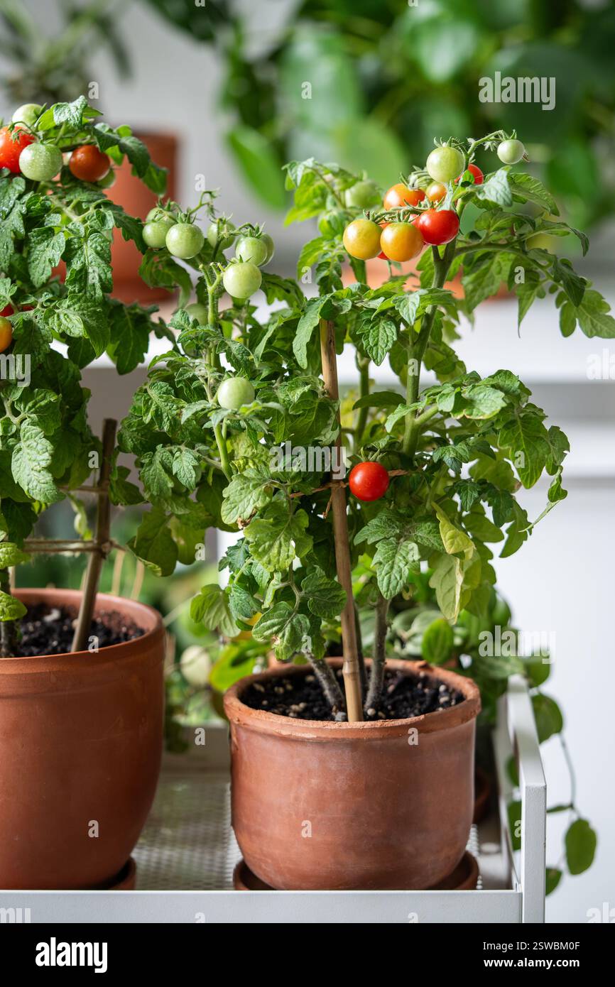 Frische, saftige Tomaten im Topf zu Hause. Umweltfreundliches Wohnen, Gemüseanbau im Zimmer Stockfoto