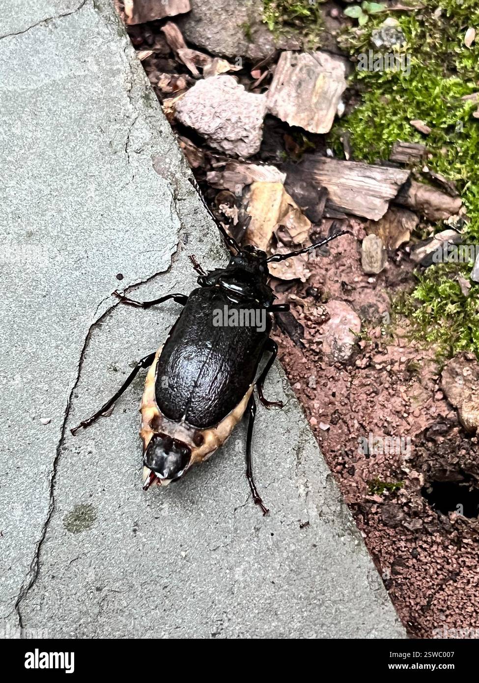 Breithalsbohrer (Prionus laticollis), Insecta, Aspen ln, Cornwall, PA, US Stockfoto