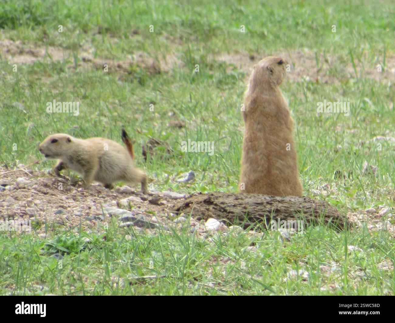 Schwarzschwanzhund Prairie Dog (Cynomys ludovicianus), Mammalia, Terry Bison Ranch Resort, Cheyenne, WY, USA Stockfoto