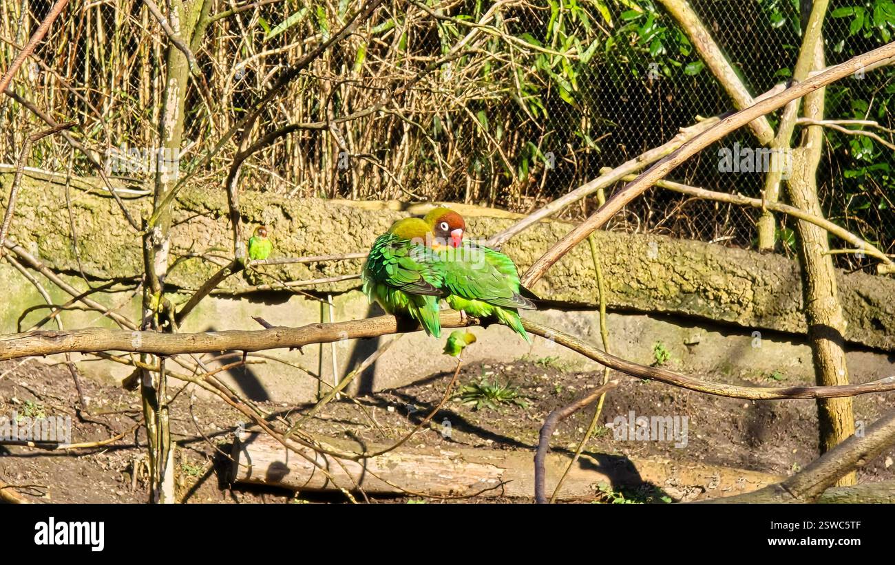 Ein farbenfroher Papagei thront anmutig auf einem Zweig inmitten seiner natürlichen Lebensräume Stockfoto
