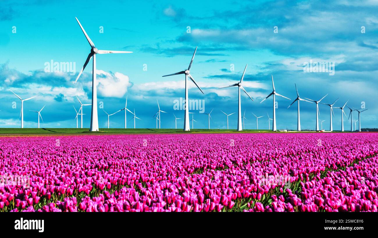 Eine ruhige Szene entfaltet sich, während lila Tulpen anmutig in einem Vlies schweben Stockfoto