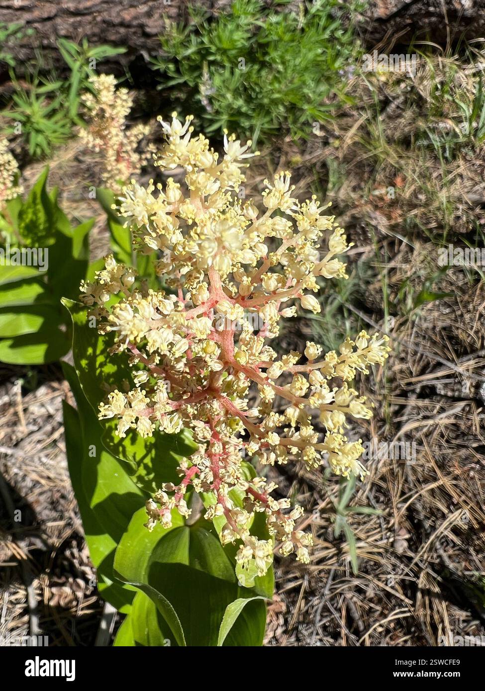 Solomon's Plume (Maianthemum racemosum), Plantae, Okanogan County, WA, USA, entweder ist mein Ausweis falsch oder das sieht ganz anders aus als die gleiche Art im Schatten, die ich gewohnt bin zu sehen. Blätter anders orientiert, vielleicht weil sie fast in voller Sonne sind? Stockfoto