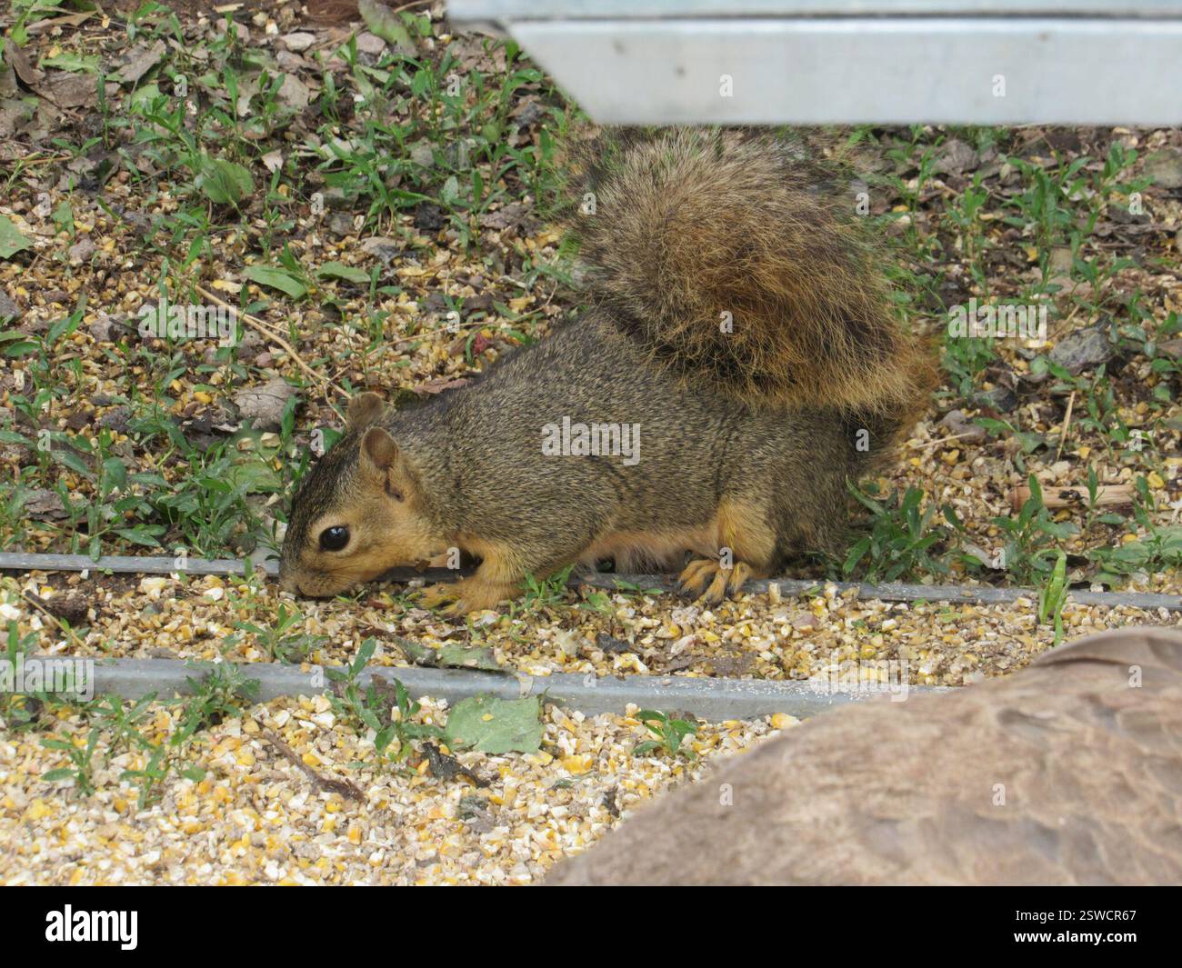 Eastern Fox Squirrel (Sciurus niger), Mammalia, Terry Bison Ranch Resort, Cheyenne, WY, USA Stockfoto