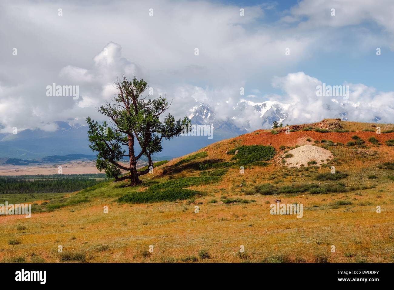 Minimalistische Landschaft mit einem einzelnen bizarren Zedernbaum und Felsen in leichtem Nebel. Berglandwiese. Stockfoto