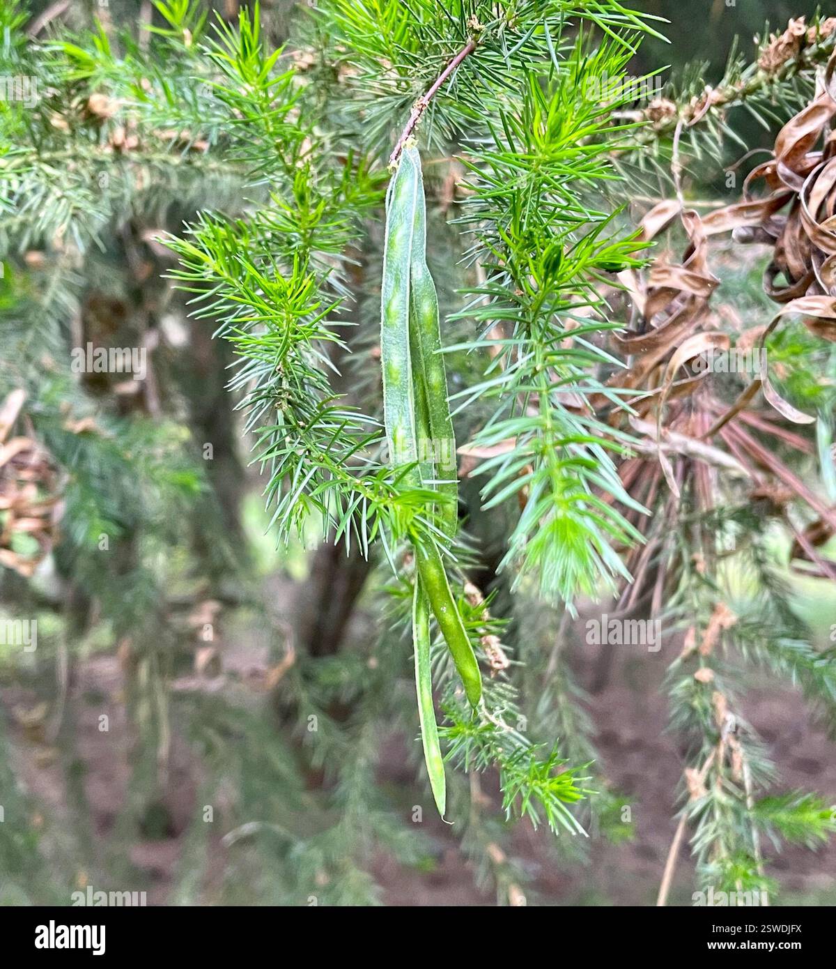 Stachelige moses (Acacia verticillata), Plantae, Pebble Beach, CA, USA, Anbau in Monterey Kiefer/Mischwald. Stachelige Moses (Acacia verticillata) alias Star Acacia. Eingeführter/naturalisierter immergrüner Baum oder Sträucher aus der Familie der Leguminosen (Fabaceae), der in gestörten Böden weniger als 5 m hoch wird. Sie hat 1-2 cm lange, lineare, nadelförmige Blätter mit rückenartigen Blattspitzen. Blumen sind winzig, viele, blassgelb auf kurzen zylindrischen Stacheln. Die Samenkoten sind schmal, 2 bis 9 cm lang und hängend. Blütezeit: Februar-April. Jepson eFlora https://ucjeps.berkeley.edu/eflora/eflora_display.php? Stockfoto