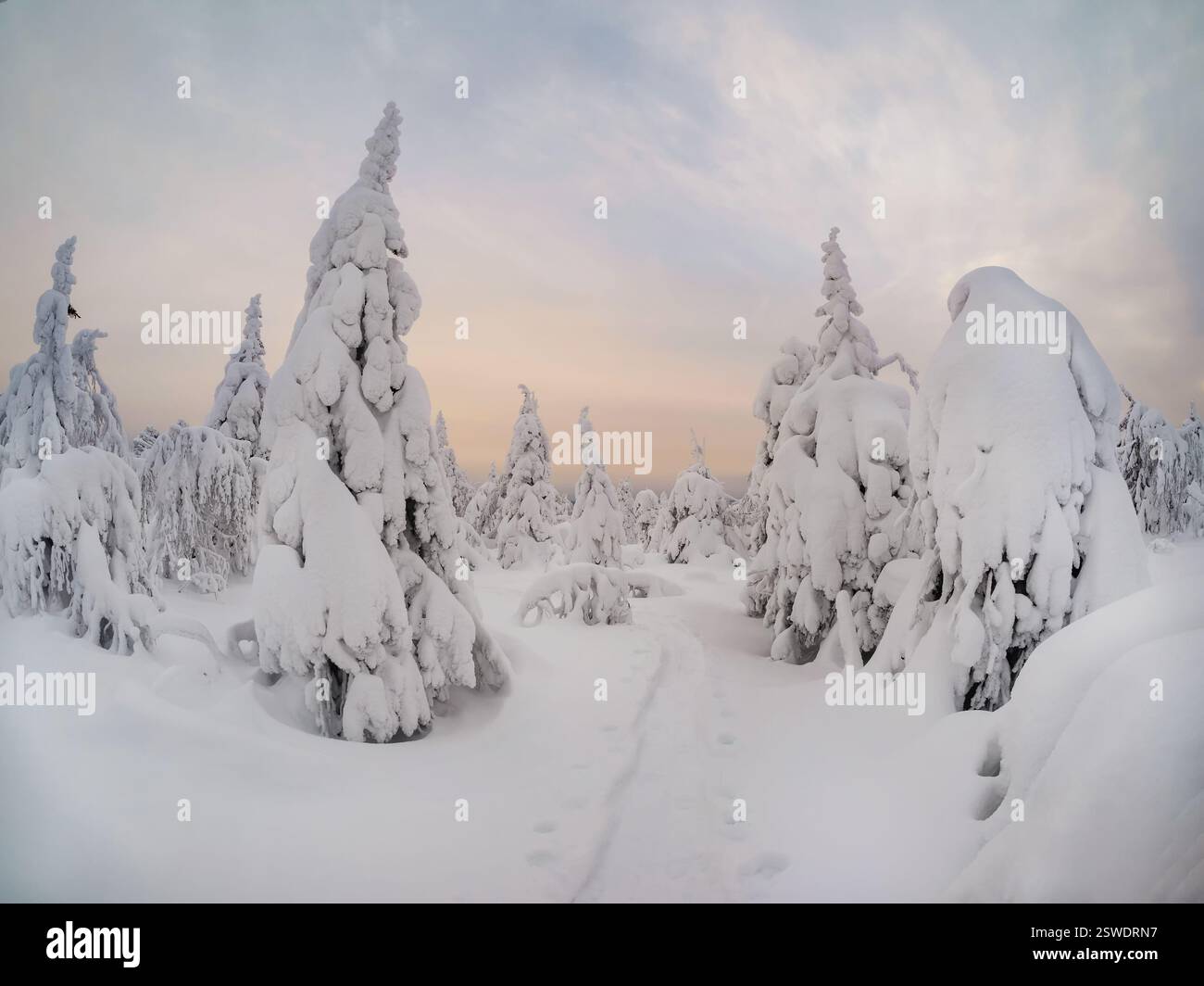 Fabelhafter mystischer Winterwald. Wandern Sie entlang des verschneiten Waldes Hi Stockfoto