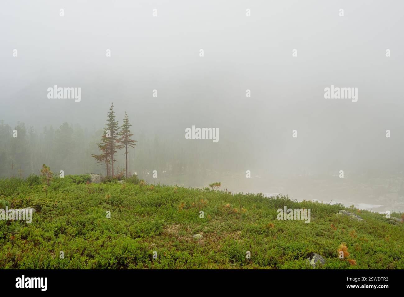 Grünes Gras und dicker Nebel zwischen Felsen. Stockfoto