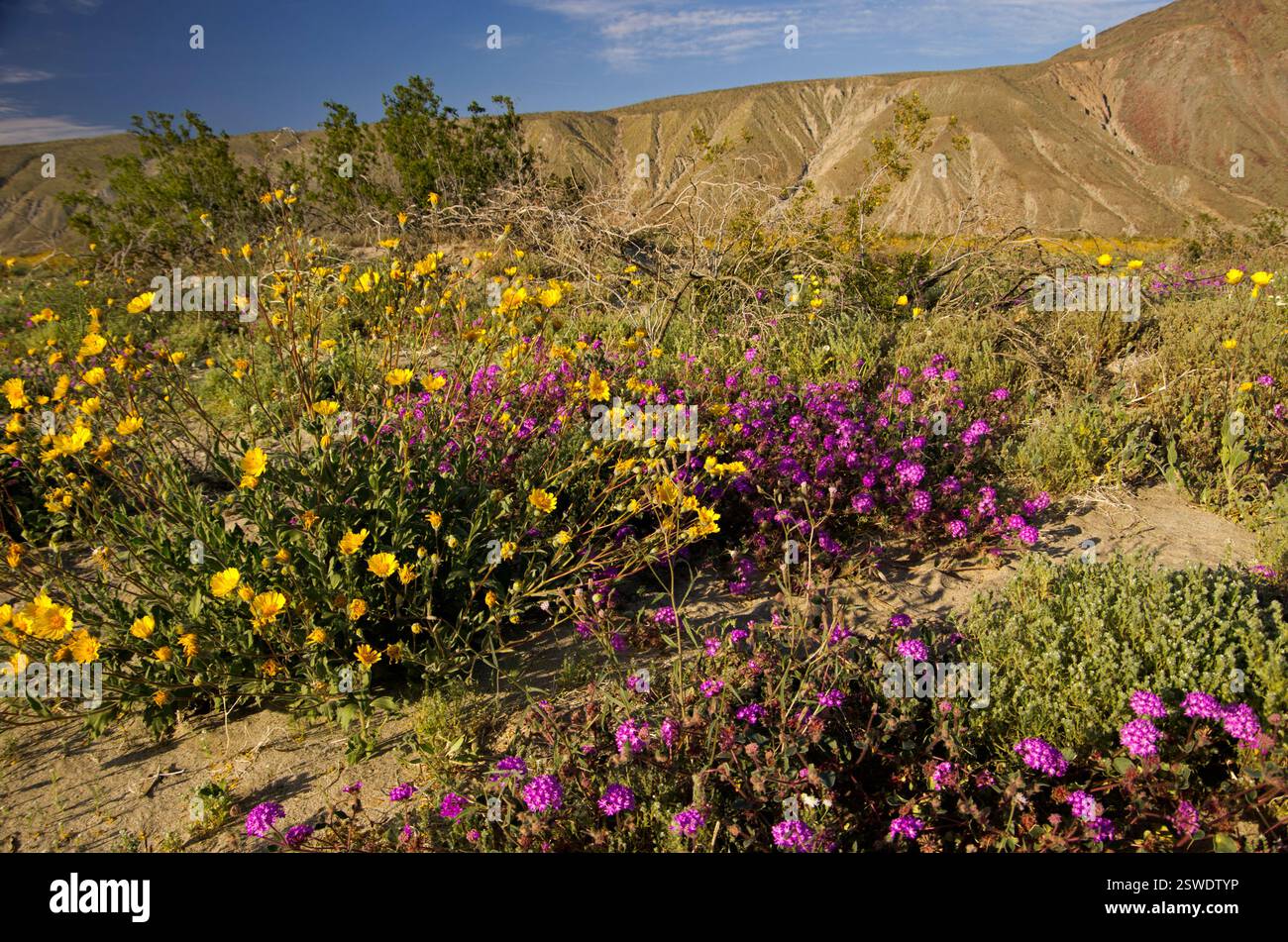 Anza-Borrego State Park, Borrego Springs, CA, Goldenes Yarow, violette Sandverbene bedecken den Boden in Superblüte Stockfoto