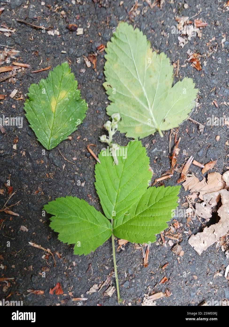 (Podosphaera), Pilz, 35043 Marburg, Deutschland, unsicher ex rubus sp Stockfoto