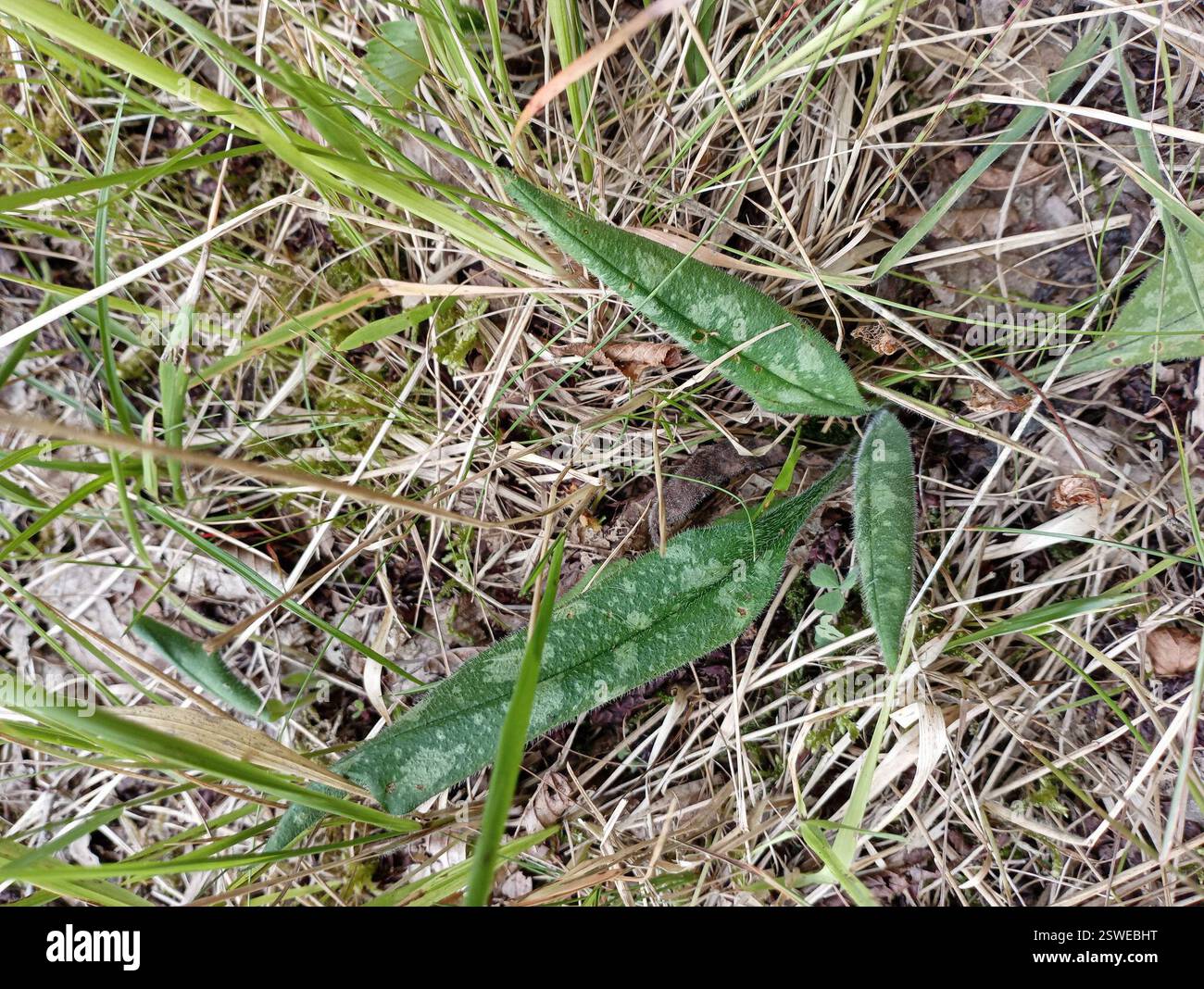 Schmalblättriges Lungenkraut (Pulmonaria longifolia), Plantae, 33170 Gradignan, Frankreich Stockfoto