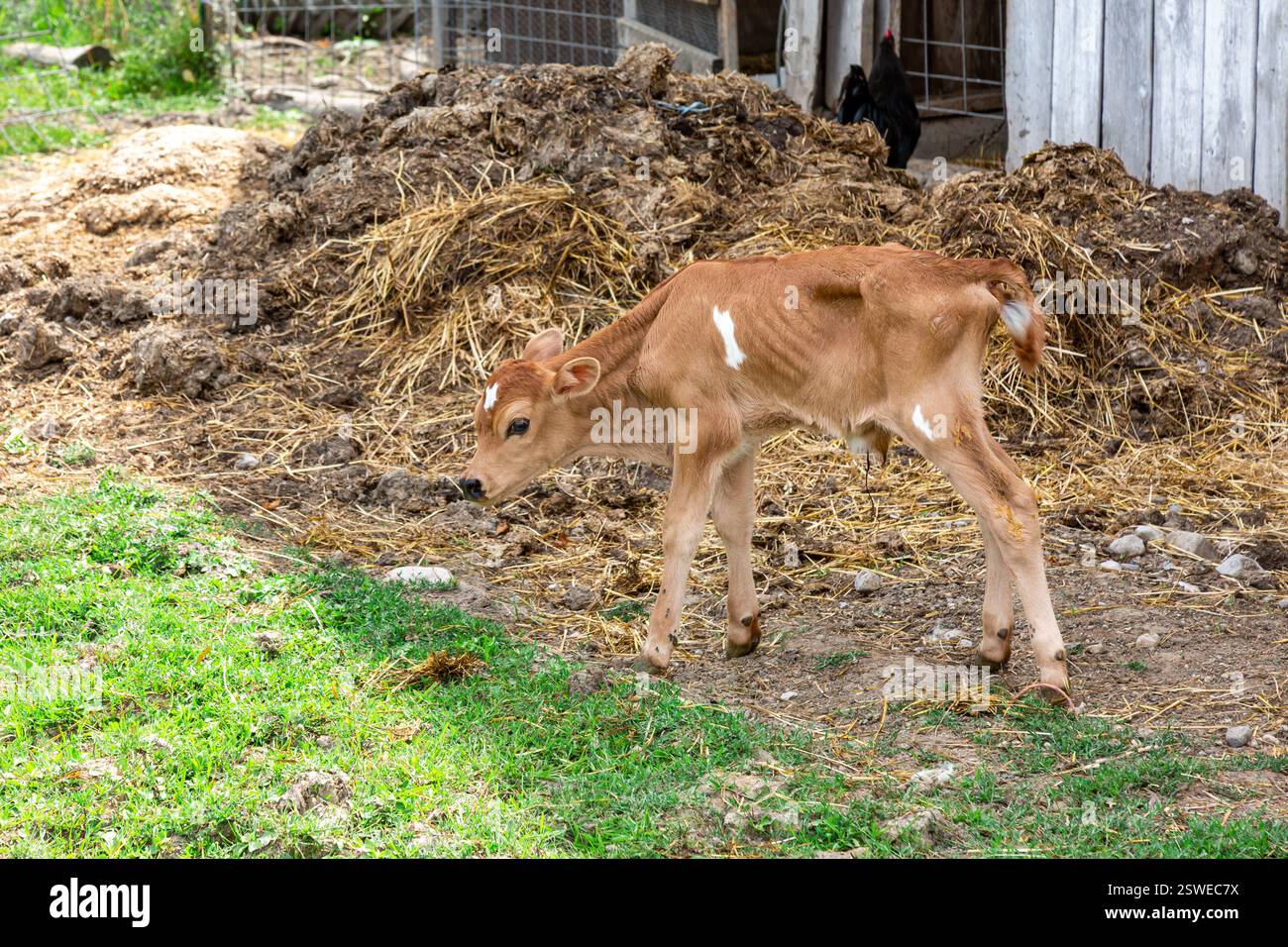 Ein braunes Jersey-Kalb steht vor einem Dunghaufen auf einer Farm im DeKalb County in der Nähe von Spencerville, Indiana, USA. Stockfoto