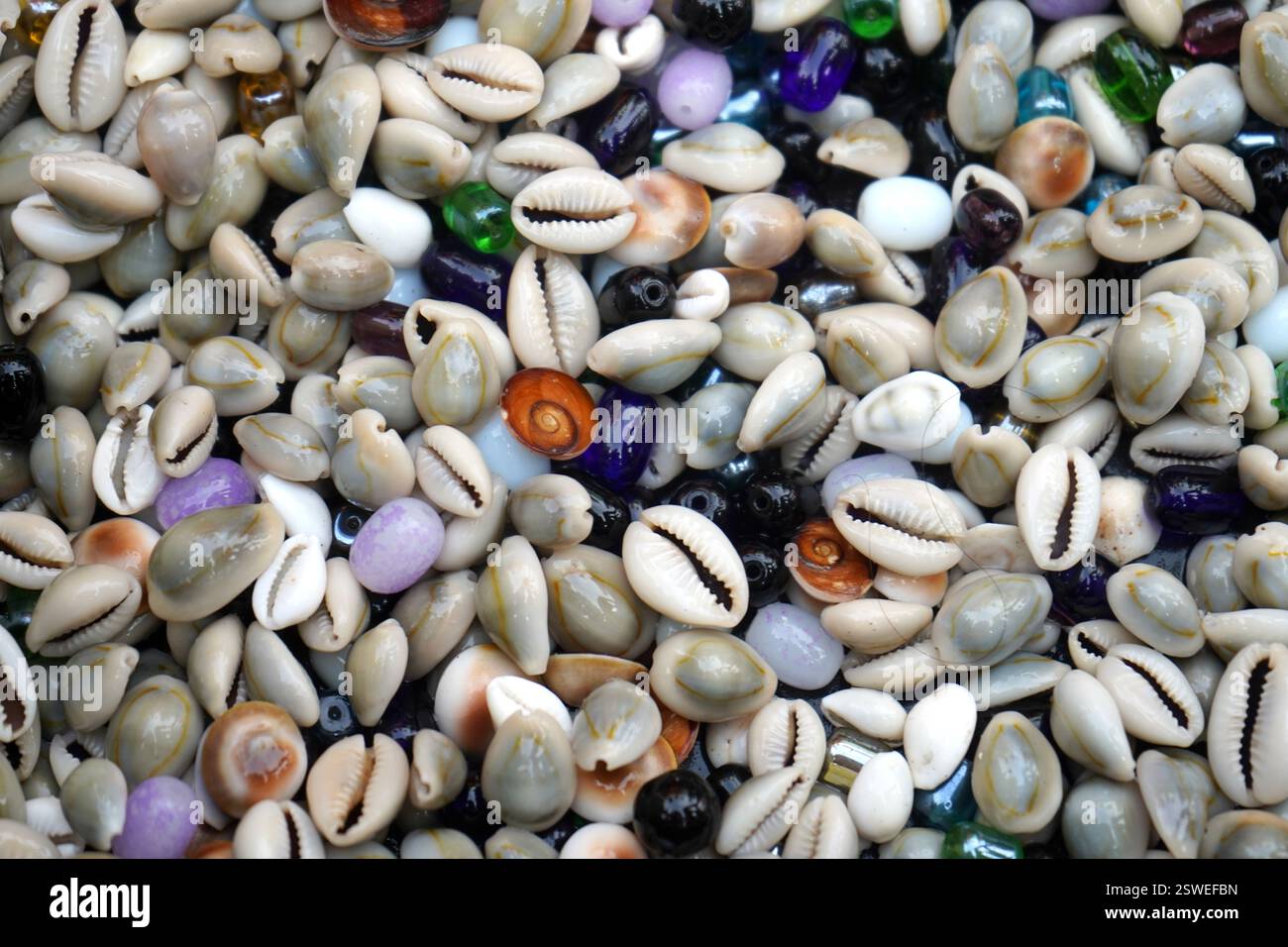 Riesige Cowrie-Muscheln, die am Strand von Puri gefunden wurden Stockfoto