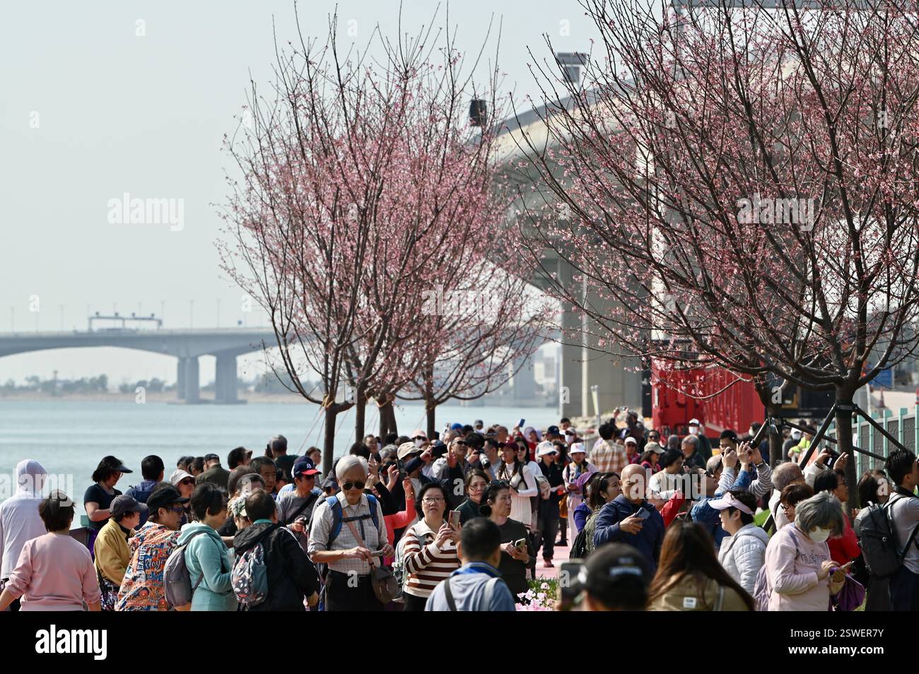 **CHINESISCHES FESTLAND, HONGKONG, MACAU UND TAIWAN OUT** Kirschblüten blühen in Hongkong, China, 20. Februar 2025. Stockfoto