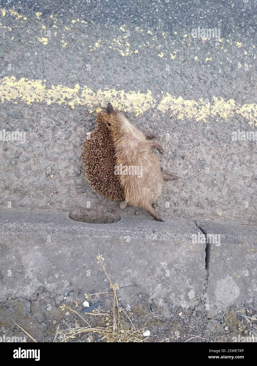 Gemeiner Igel (Erinaceus europaeus), Mammalia, Trinity Way, Bridgwater TA6 3FG, Vereinigtes Königreich, Straßentötung männlicher Igel Stockfoto