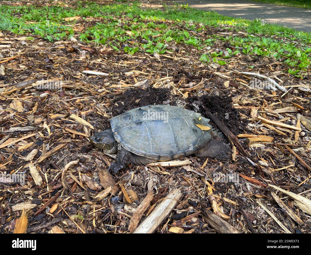 Common Snapping Turtle (Chelydra serpentina), Reptilia, Bernards Township Pleasant Valley Park, Basking Ridge, NJ, USA Stockfoto
