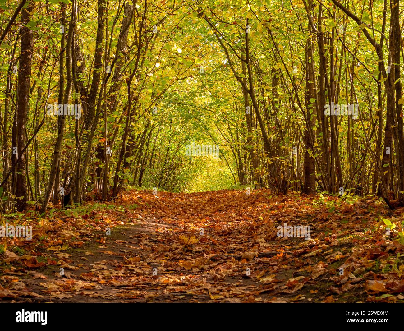 Wanderweg im herbstlichen Nebelwald mit hohen Bäumen. Geheimnisvoller Weg. Bogen durch herbstlichen Wald mit gelben Blättern Stockfoto