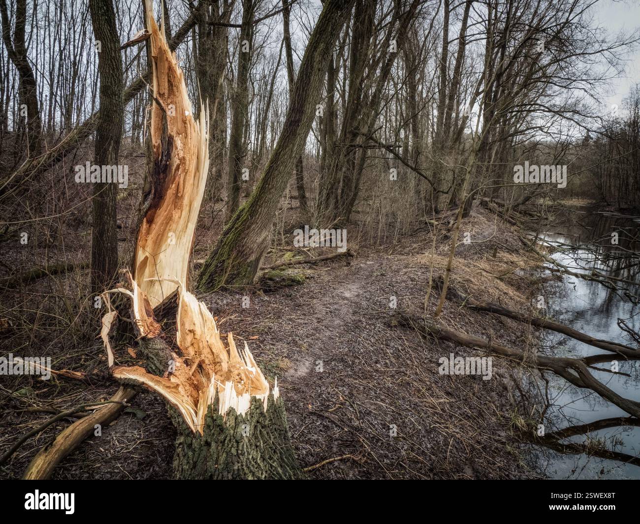 Ein gebrochener Baum im Wald. Die Folgen eines Sturmwindes. Konzept des Klimawandels. Stockfoto
