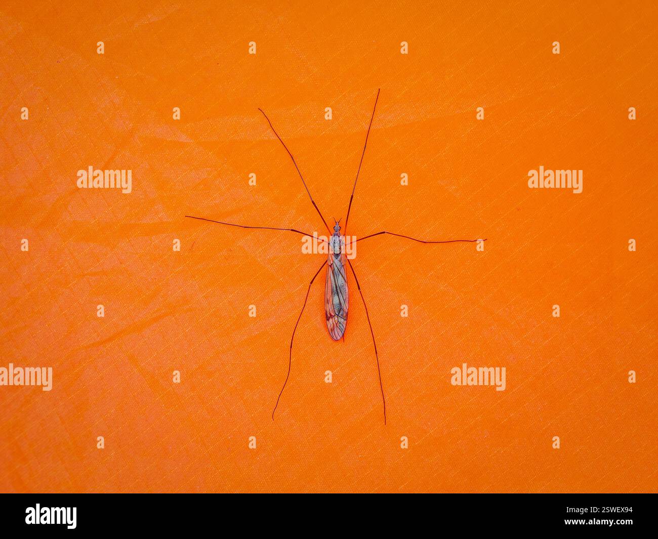 Große Mücken sitzen auf einem orangen Zelt. Nahaufnahme. Stockfoto