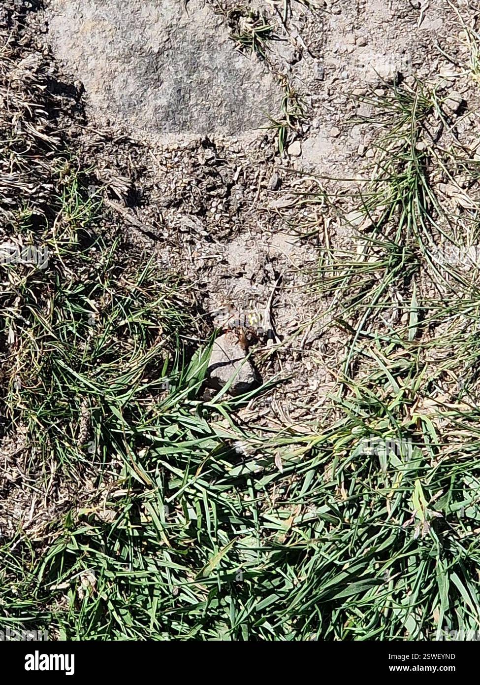 Marsham's Nomad Bee (Nomada marshamella), Insecta, Old Fellowship Barn, Burley in Wharfedale, Ilkley LS29 7AR, UK Stockfoto
