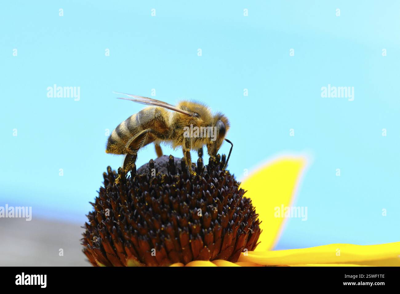 Europäische Honigbiene (APIs mellifera), die Nektar von einem gelben Coneflower (Echinacea paradoxa) vor blauem Himmel sammelt, Nahaufnahme, Makrofotogra Stockfoto