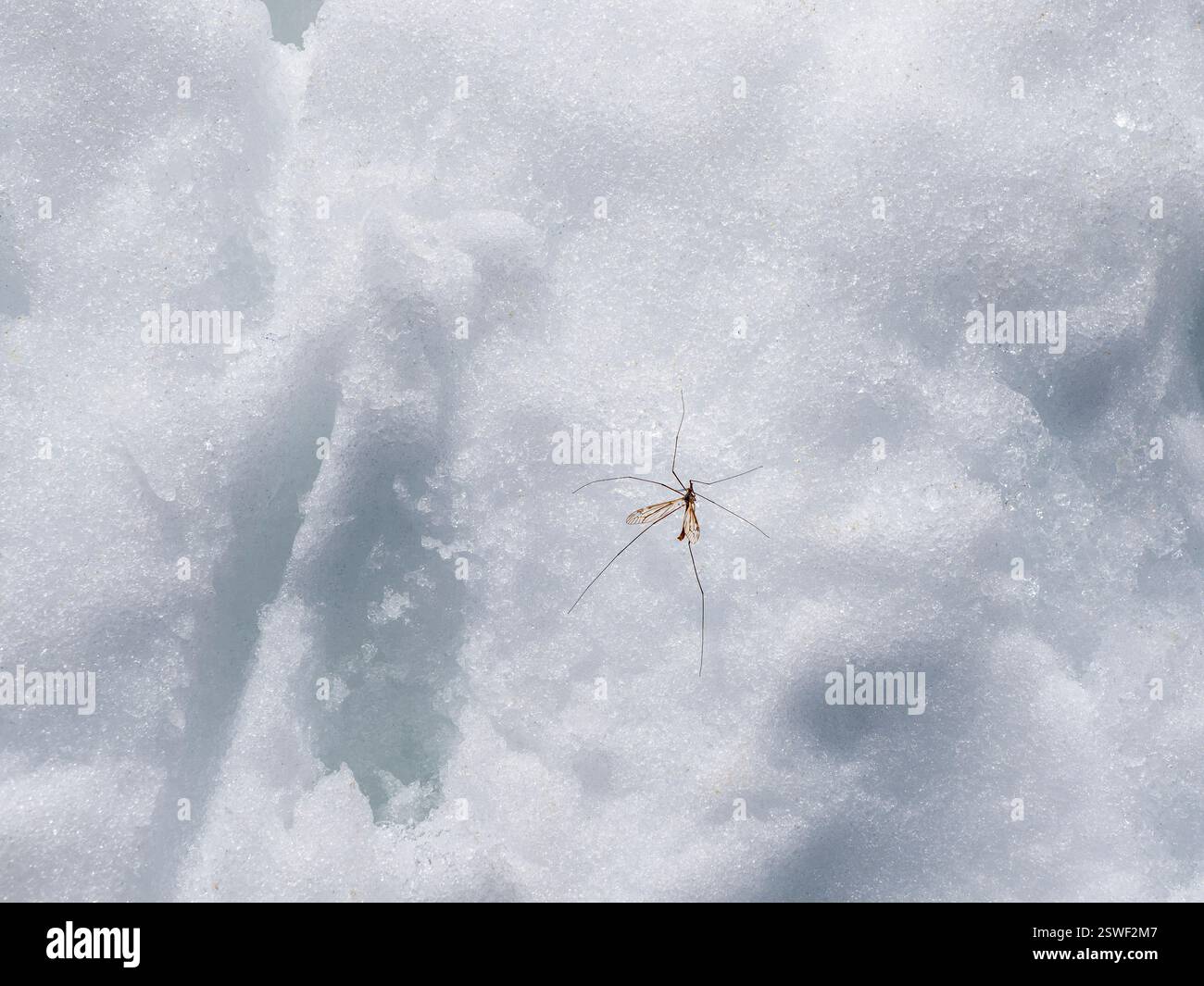 Große Mücke im Winter im Schnee. Stockfoto