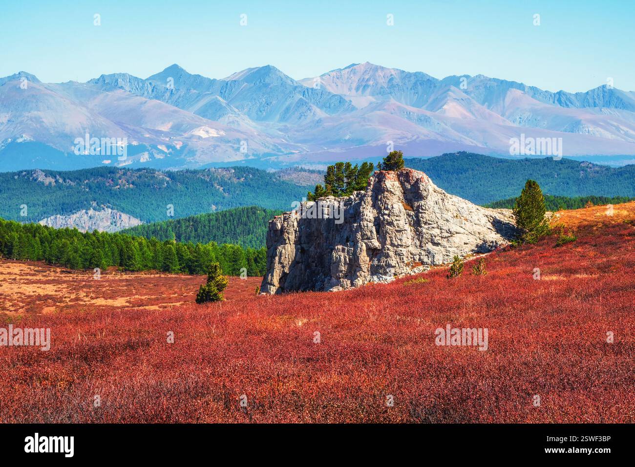 Rote Auitumwiese mit reicher Vegetation des Hochlands und ungewöhnlichem felsigem Stein mit Zedern. Nadelbäume im Sonnenlicht. Fantastisch Stockfoto