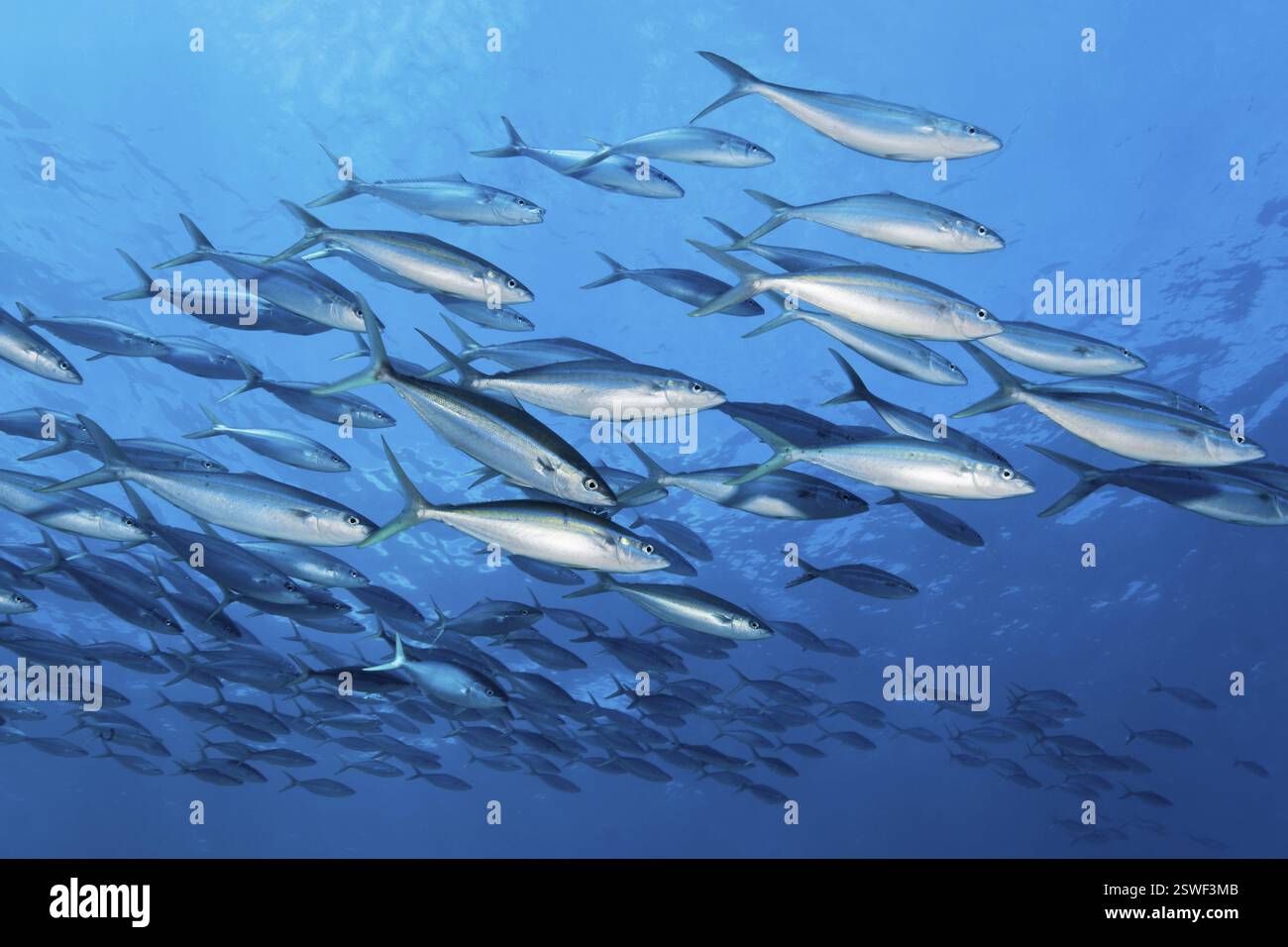 Schule der Regenbogenmakrele (Elagatis bipinnulata) Schwimmen im offenen Meer, großes Barriereriff, UNESCO-Weltkulturerbe, Korallenmeer, Korallenmeer, Paci Stockfoto