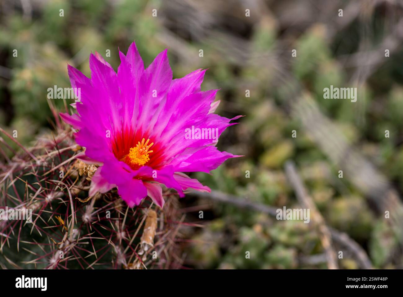 Leuchtend rosa Kaktusblume blüht unter stacheligen Dornen in Wüstenlandschaft Stockfoto