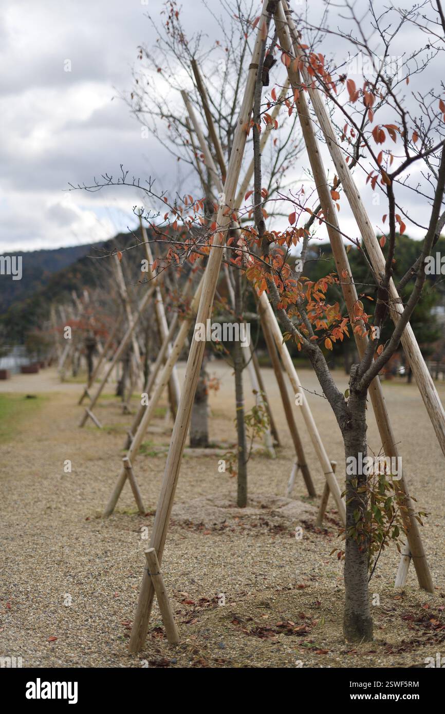 Junge japanische Sakura-Bäume mit Stützspaliern im Furitsu Uji Park, Uji, Präfektur Kyoto, Japan, Asien Stockfoto
