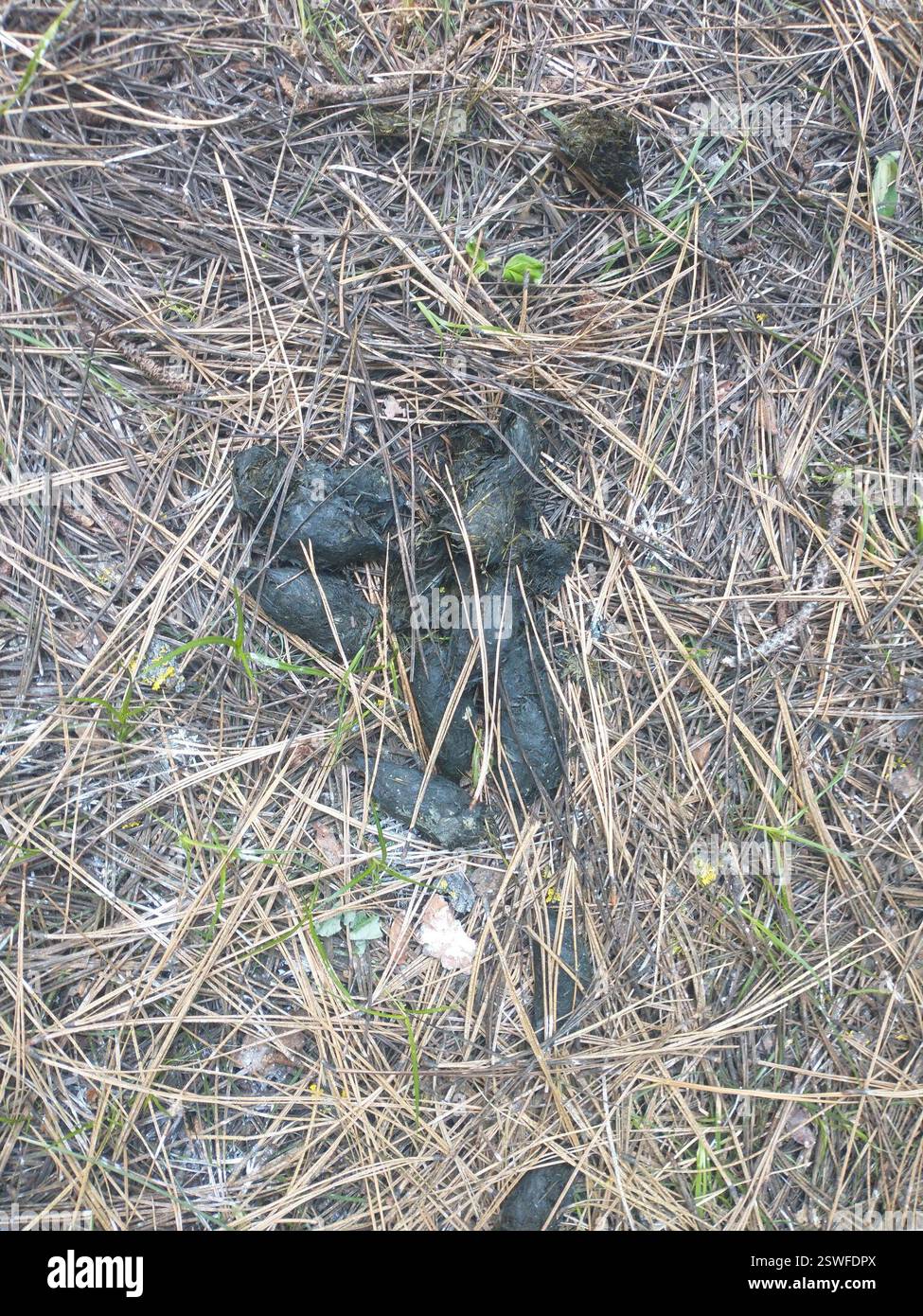 Amerikanischer Schwarzbär (Ursus americanus), Mammalia, Klamath County, OR, USA, viel Kot, der einen gründlich abgeschlagenen Elchkadaver (https://www.inaturalist.org/observations/168781767) umgab, war offenbar schon seit einiger Zeit von Bären geplündert worden Stockfoto