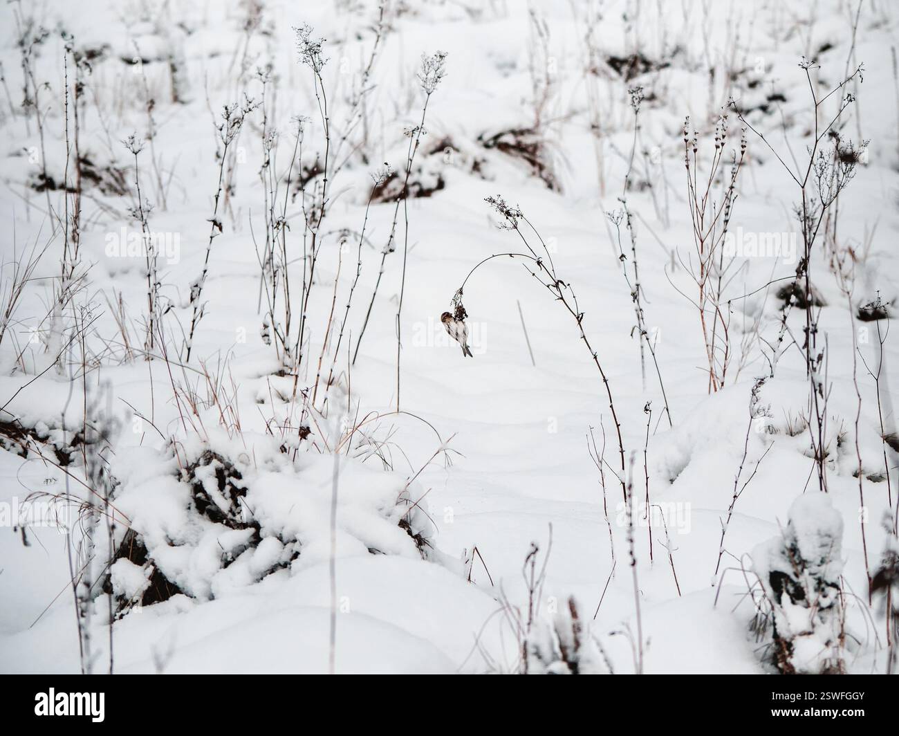 Ein kleiner Tap-tanzender Vogel ernährt sich im Winter auf einem verschneiten Feld. Ein Vogel in freier Wildbahn. Stockfoto