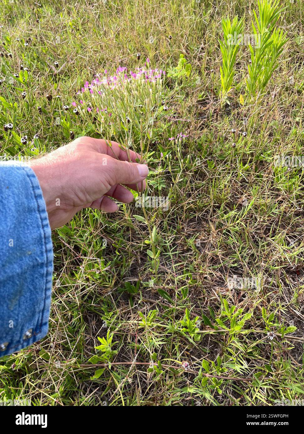 Slender Centaury (Centaurium tenuiflorum), Plantae, Killeen, TX, USA Stockfoto